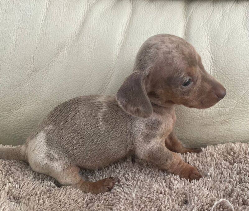 Dachshund puppies for sale in West Midlands - Image 4