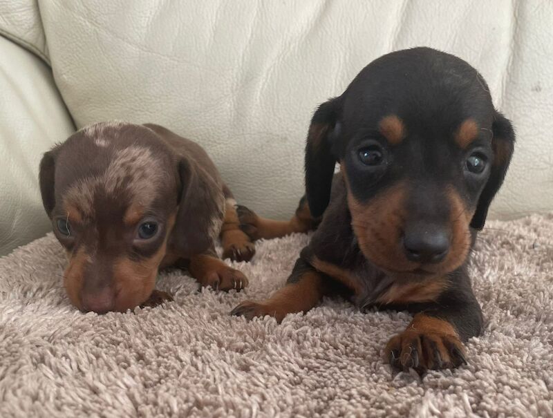 Dachshund puppies for sale in West Midlands - Image 5