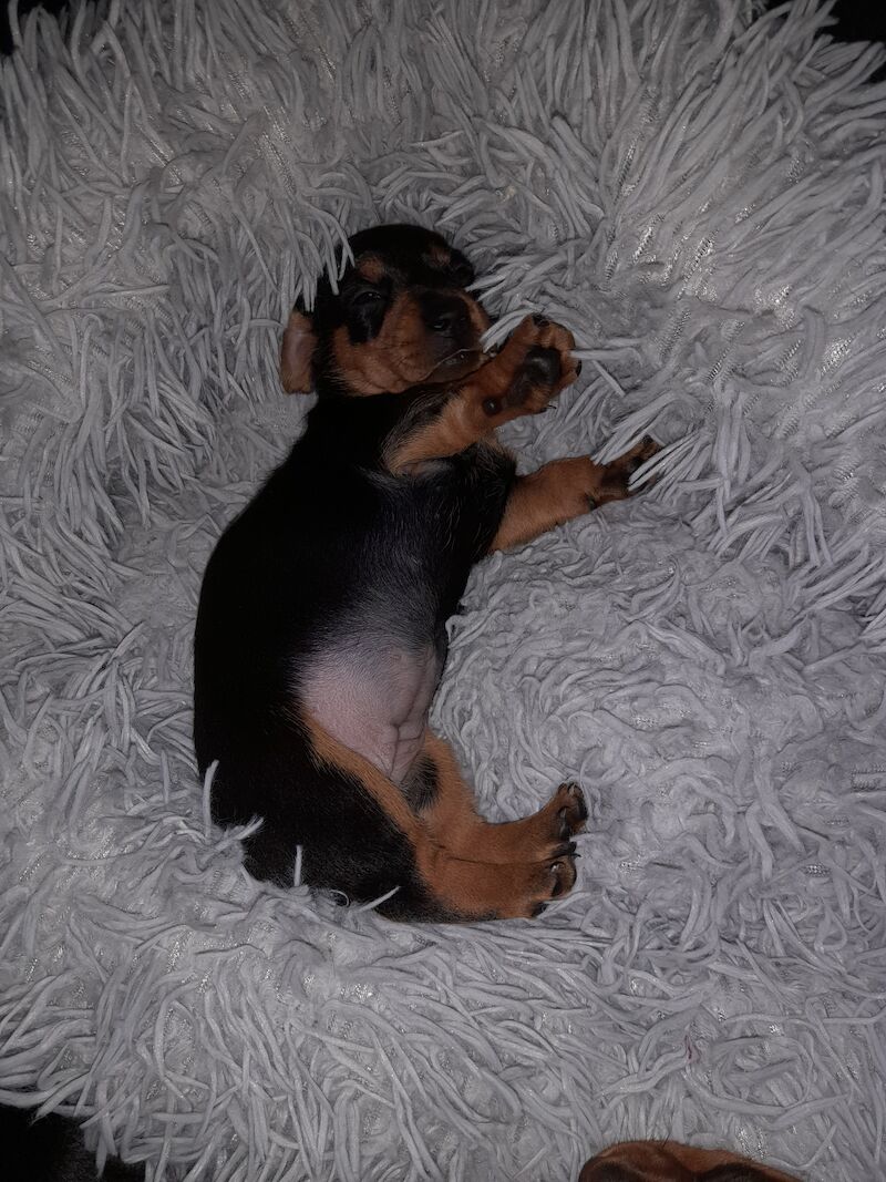 Dachshund Puppies for sale in Glasgow City