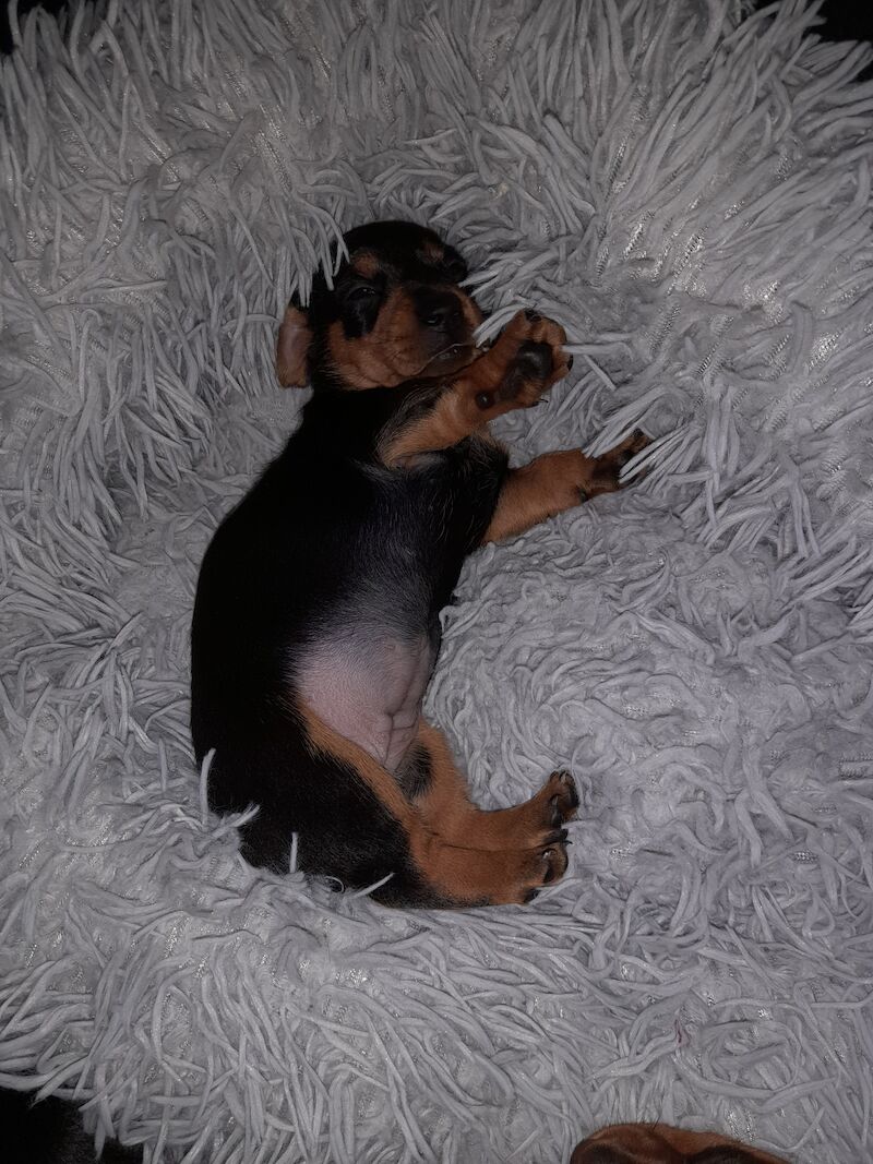 Dachshund Puppies for sale in Glasgow, Glasgow City