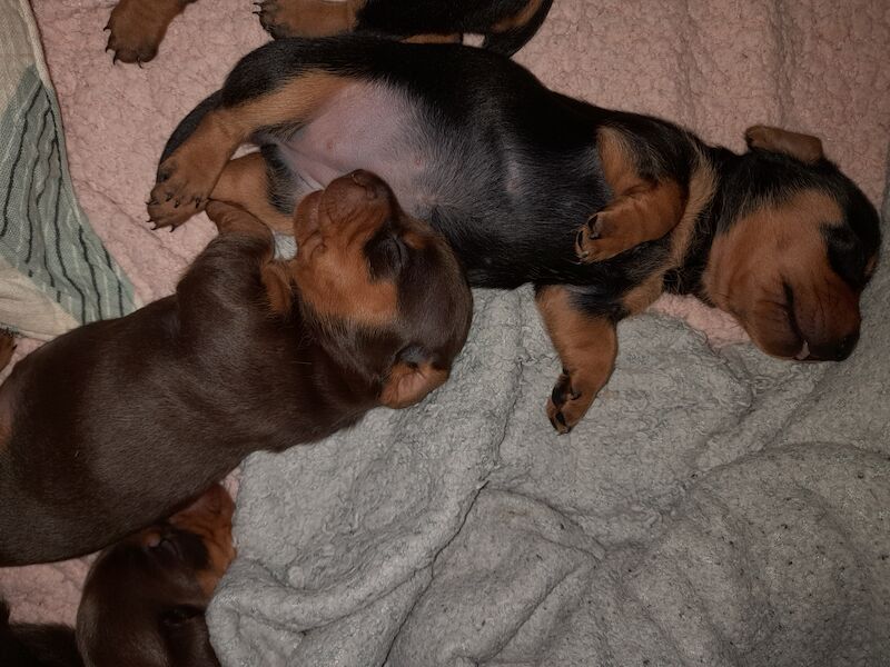 Dachshund Puppies for sale in Glasgow City