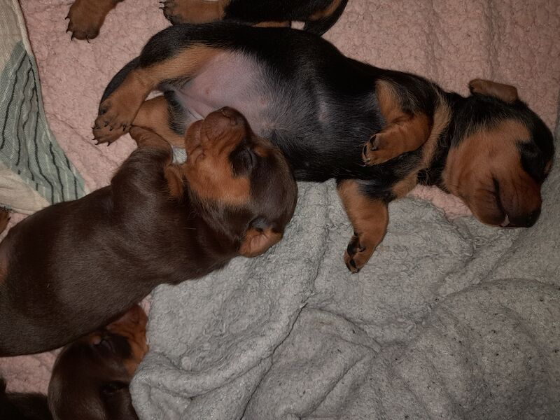 Dachshund Puppies for sale in Glasgow City - Image 3