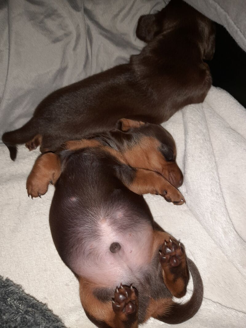 Dachshund Puppies for sale in Glasgow City - Image 5
