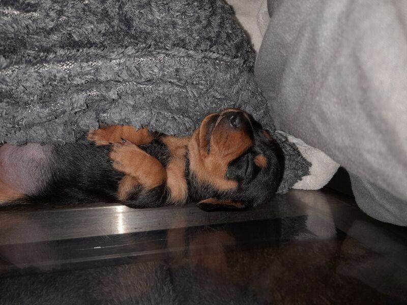 Dachshund Puppies for sale in Glasgow City - Image 6