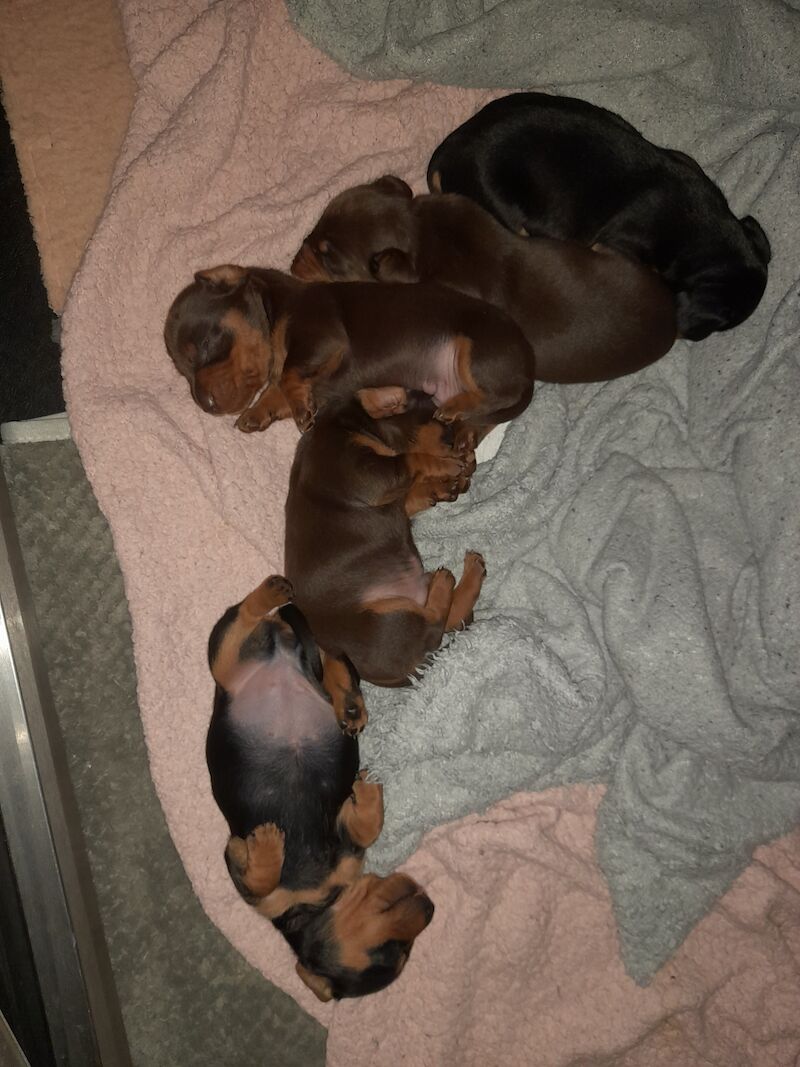 Dachshund Puppies for sale in Glasgow City - Image 9