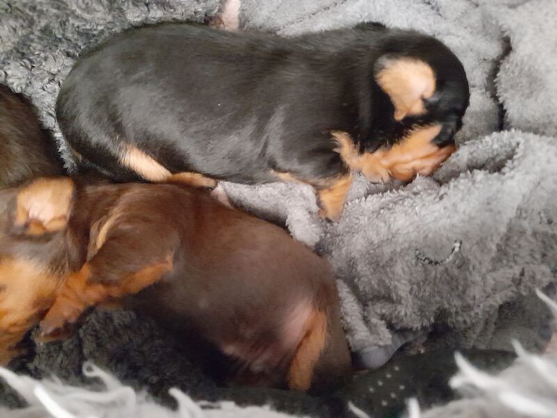 Dachshund Puppies for sale in Glasgow City - Image 7