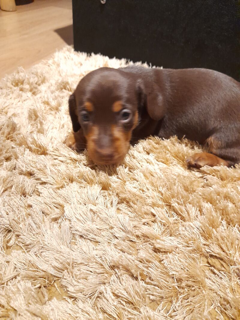 Dachshund Puppies for sale