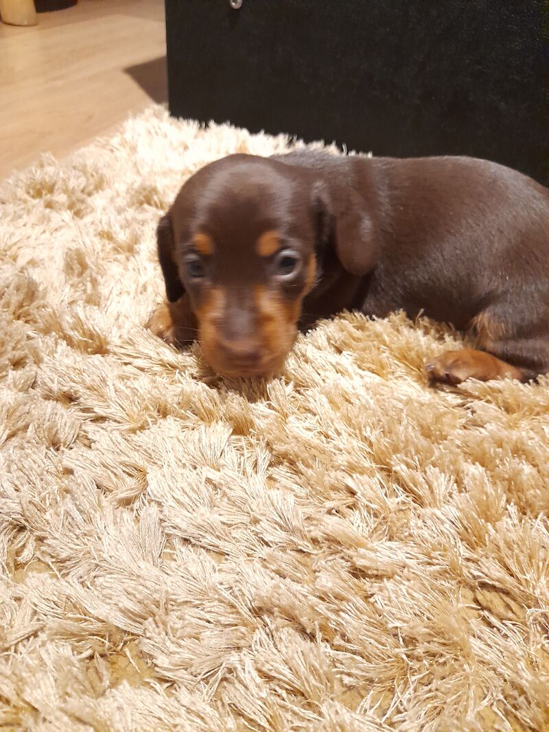 Dachshund Puppies for sale in Glasgow City - Image 4