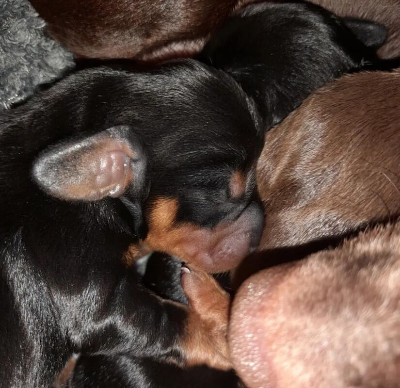 Dachshund Puppies for sale in Glasgow, Glasgow City