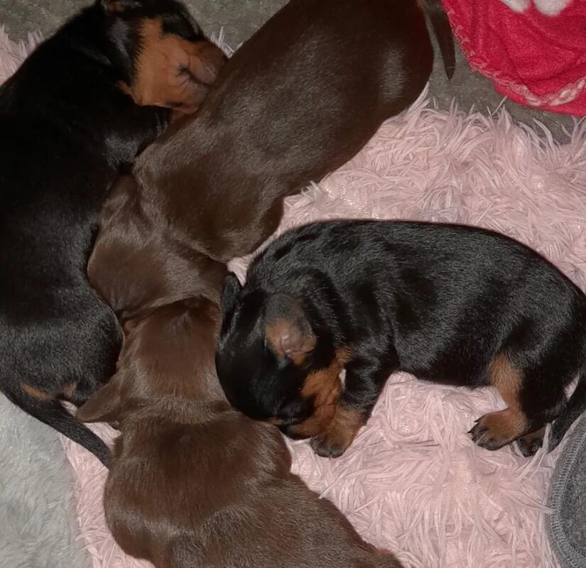 Dachshund Puppies for sale in Glasgow, Glasgow City - Image 3