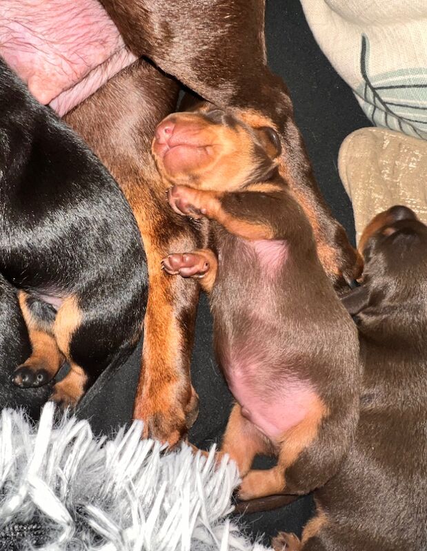 Dachshund Puppies for sale in Glasgow, Glasgow City - Image 6