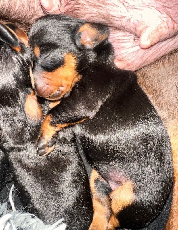 Dachshund Puppies for sale in Glasgow, Glasgow City - Image 8