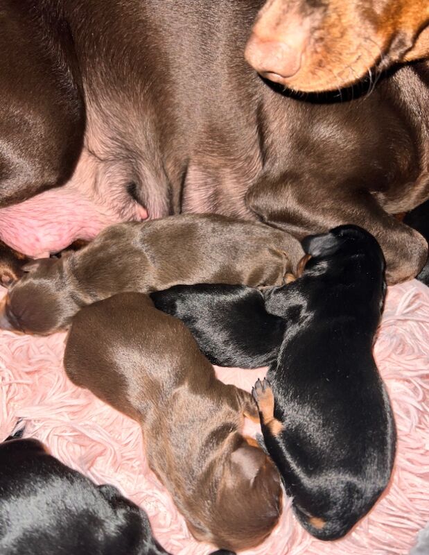 Dachshund Puppies for sale in Glasgow, Glasgow City - Image 9