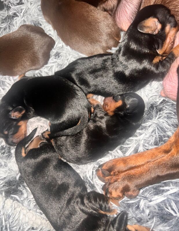 Dachshund Puppies for sale in Glasgow, Glasgow City - Image 10