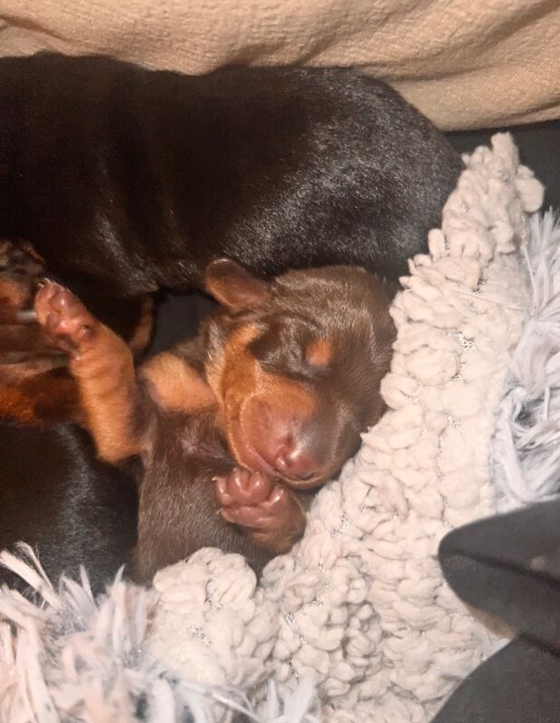 Dachshund Puppies for sale in Glasgow, Glasgow City - Image 11