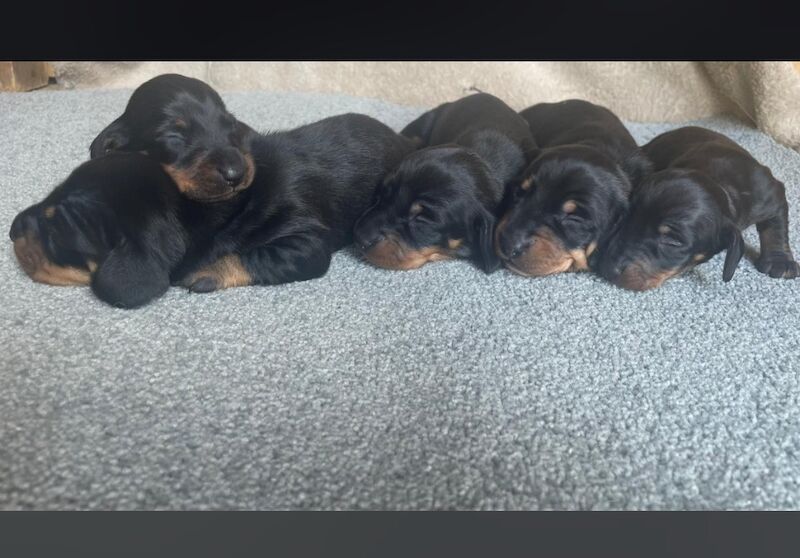 Dachshund puppies for sale in Cambridgeshire - Image 1