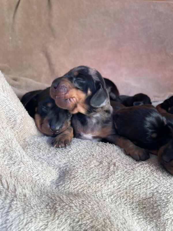 Dachshunds for sale in Cambridgeshire