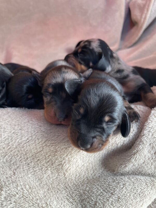 Dachshund Puppies for sale in Cambridgeshire