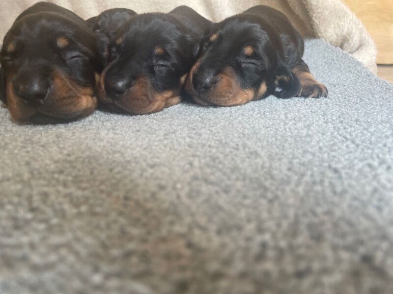 Dachshund Puppies for sale