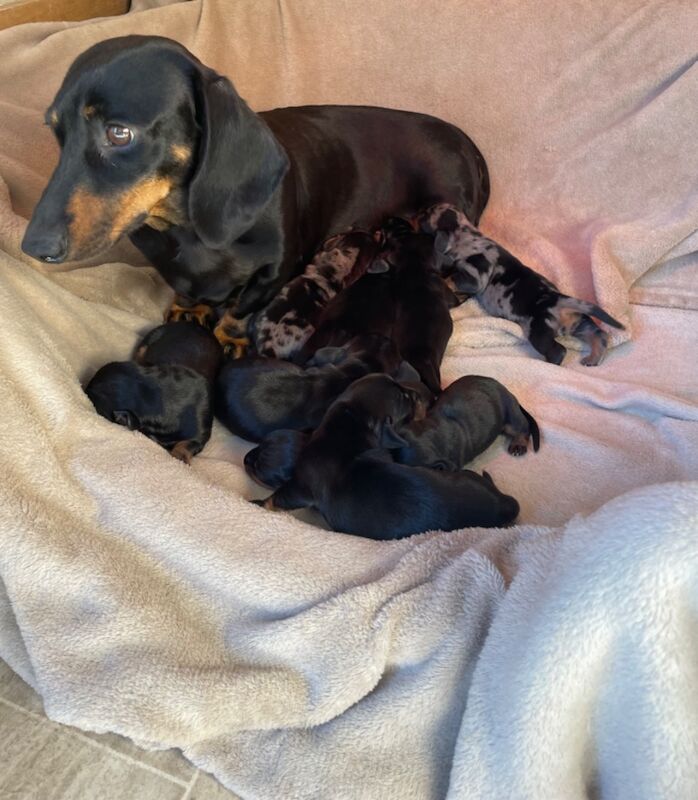 Dachshund puppies for sale in Cambridgeshire - Image 5