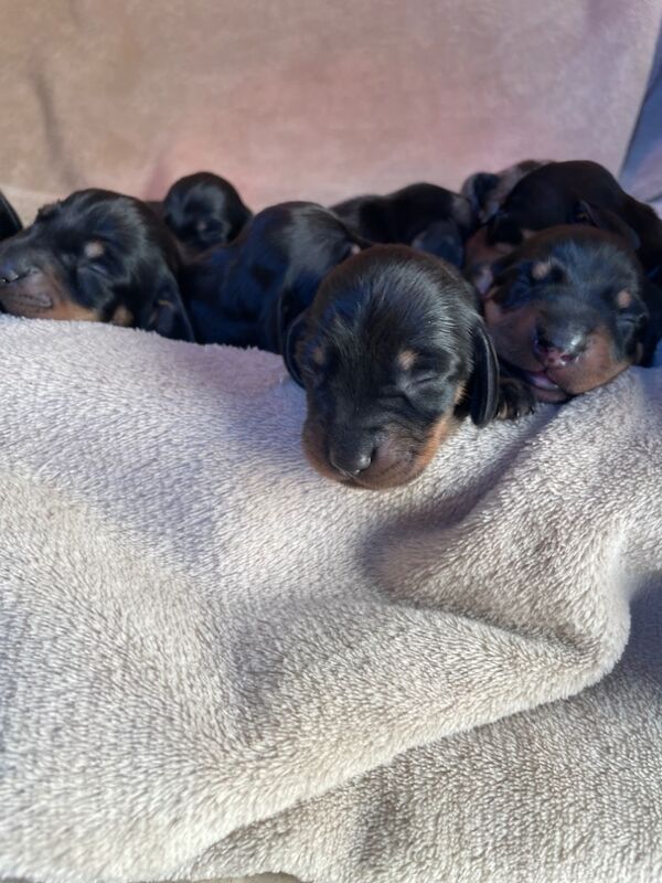 Dachshund puppies for sale in Cambridgeshire - Image 7