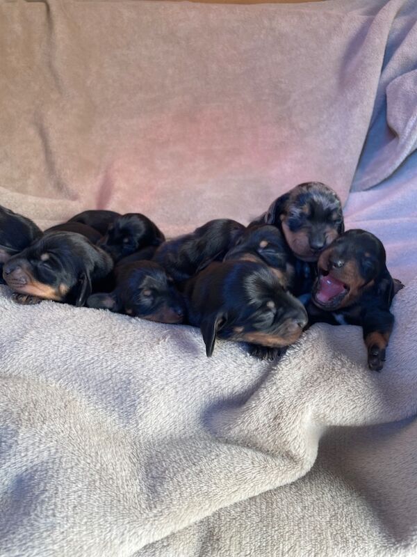 Dachshund puppies for sale in Cambridgeshire - Image 8