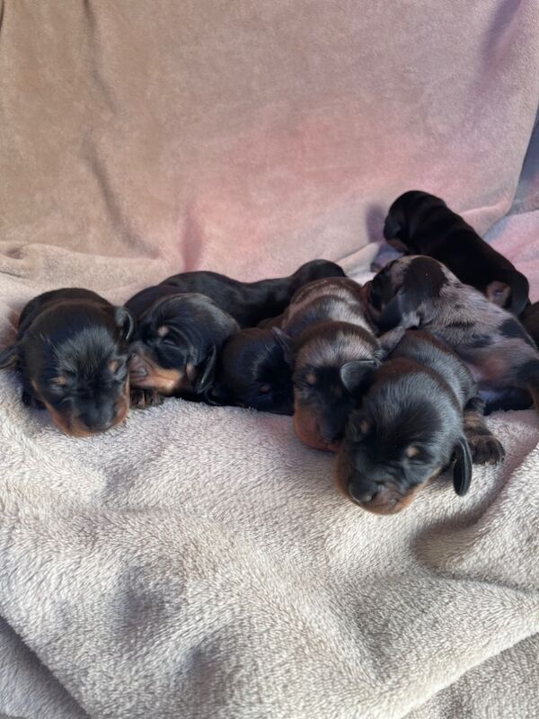 Dachshund puppies for sale in Cambridgeshire - Image 10