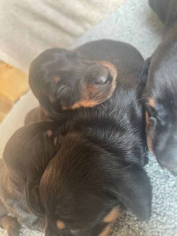 Dachshund puppies for sale in Cambridgeshire - Image 11