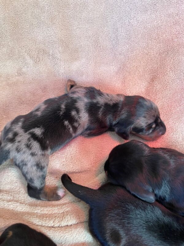 Dachshund puppies for sale in Cambridgeshire - Image 12