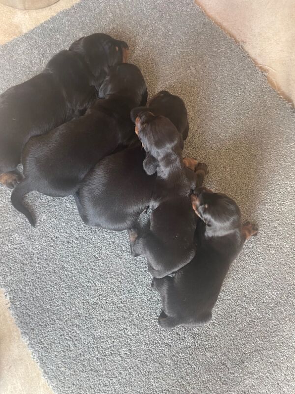 Dachshund puppies for sale in Cambridgeshire - Image 14