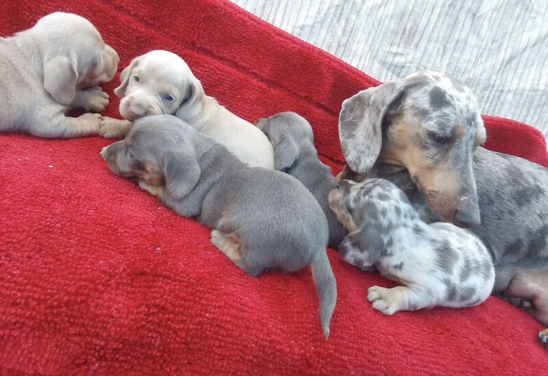 Dachshund Puppies for sale in En2 9bs - Image 1