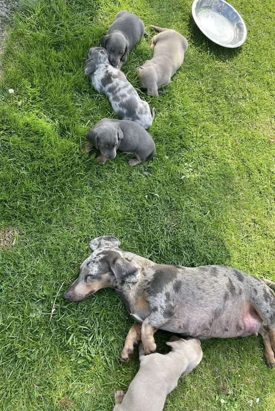 Dachshunds for sale in En2 9bs