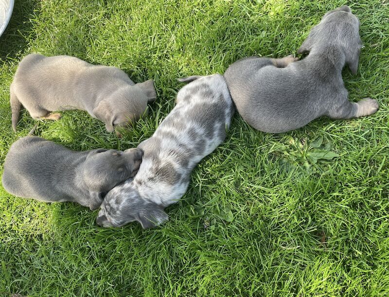 Dachshund Puppies for sale in En2 9bs - Image 3