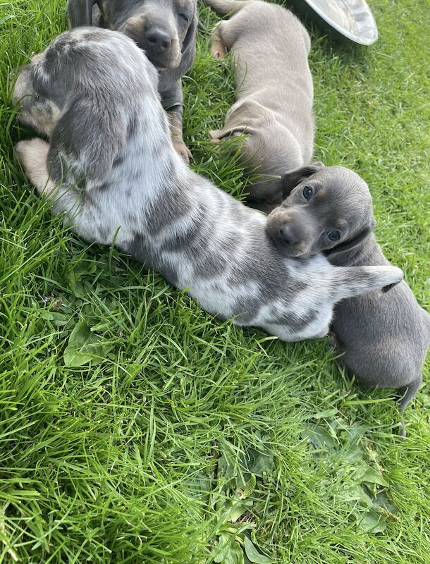 Dachshund Puppies for sale