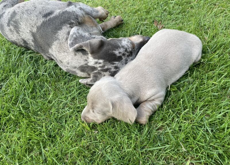 Dachshund Puppies for sale in En2 9bs - Image 5