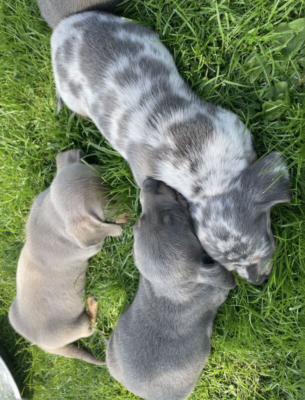 Dachshund Puppies for sale in En2 9bs - Image 6