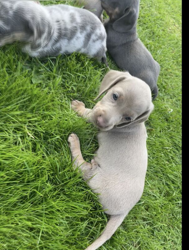 Dachshund Puppies for sale in En2 9bs - Image 7