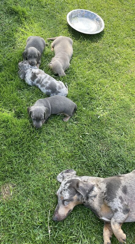 Dachshund Puppies for sale in En2 9bs - Image 8