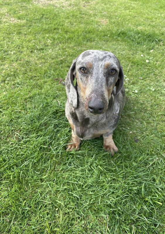 Dachshund Puppies for sale in En2 9bs - Image 9