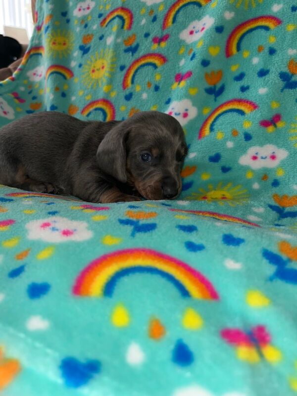 Dachshund Puppies for sale in En2 9bs