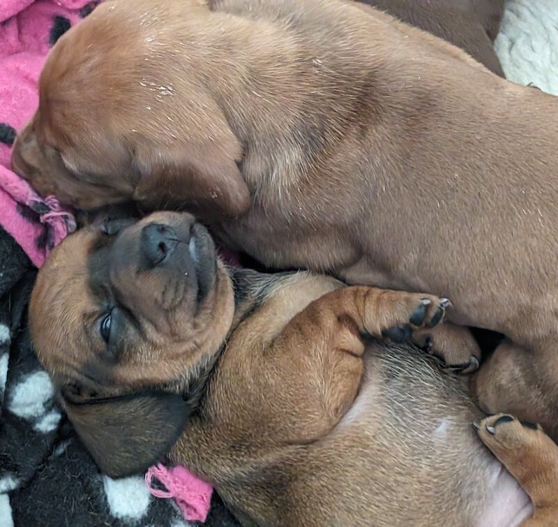 Dachshund puppies available male and female for sale in Ashford, Kent