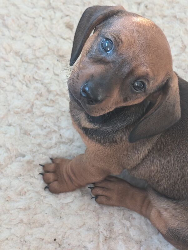 Dachshund puppies available male and female for sale in Ashford, Kent