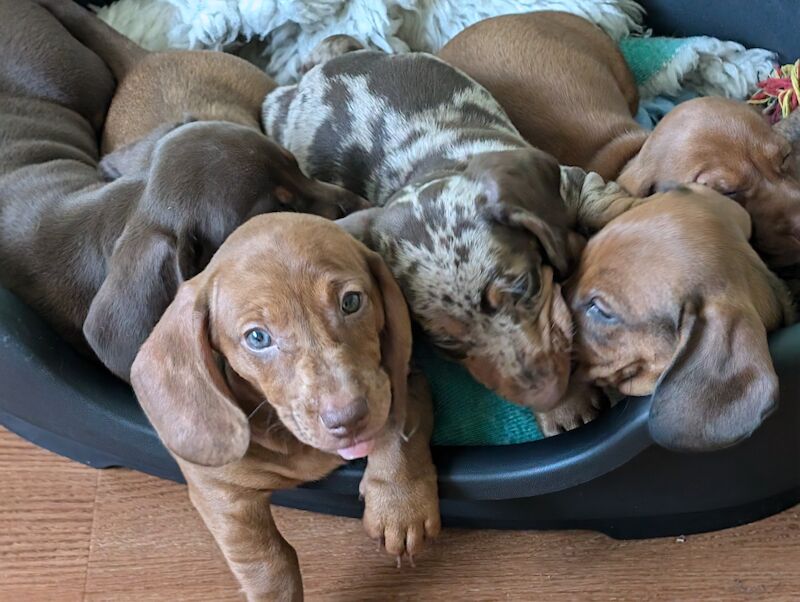 Dachshund Puppies For Sale Under £1,000