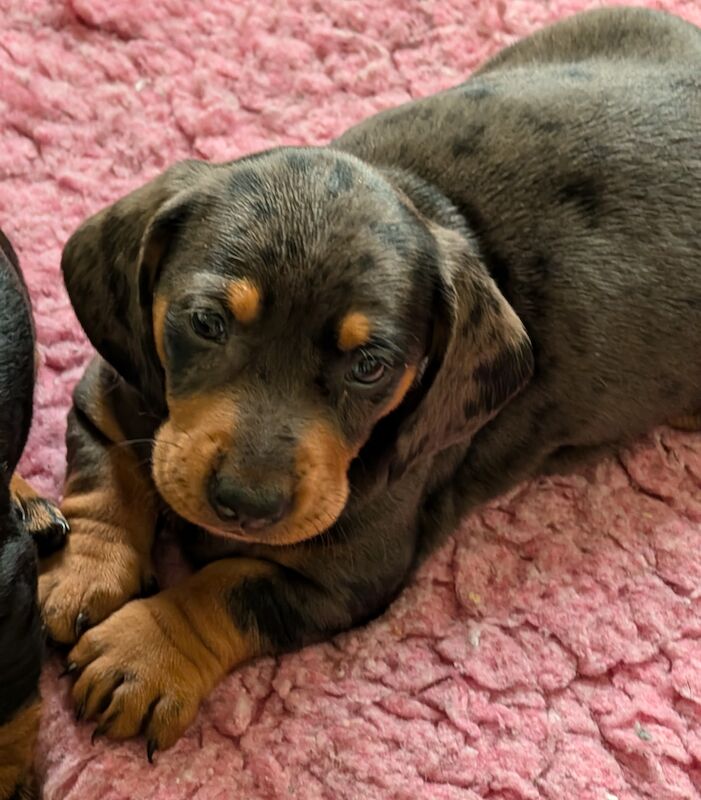 Dachshund puppies smooth haired ready now for sale in Ashford, Kent