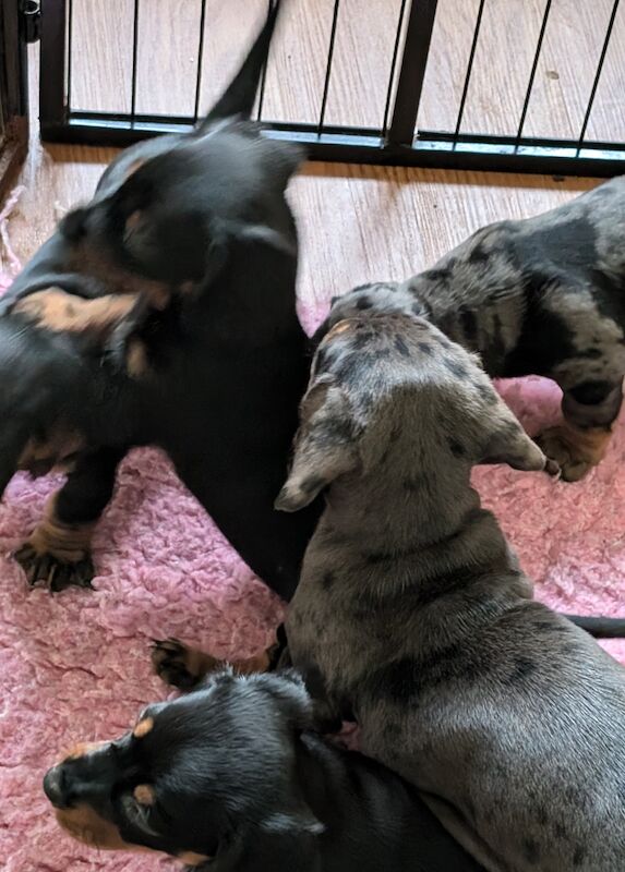 Dachshund puppies smooth haired ready now for sale in Ashford, Kent - Image 2