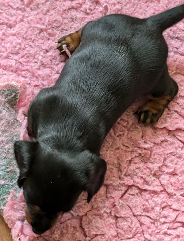 Dachshund puppies smooth haired ready now for sale in Ashford, Kent - Image 3