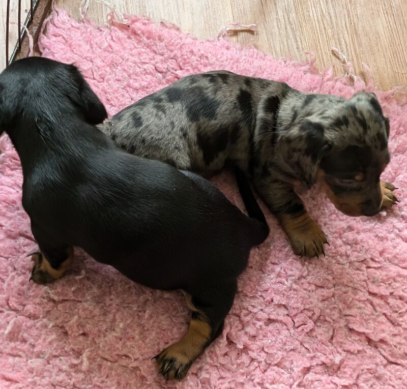 Dachshund puppies smooth haired ready now for sale in Ashford, Kent - Image 4