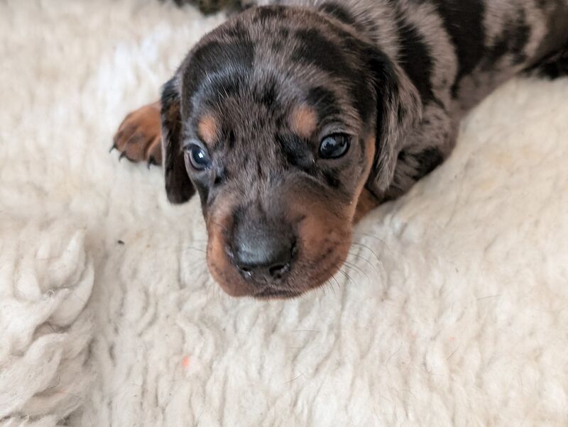 Dachshund puppies smooth haired ready now for sale in Ashford, Kent - Image 5