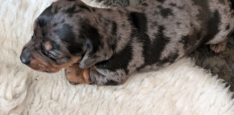 Dachshund puppies smooth haired ready now for sale in Ashford, Kent - Image 6