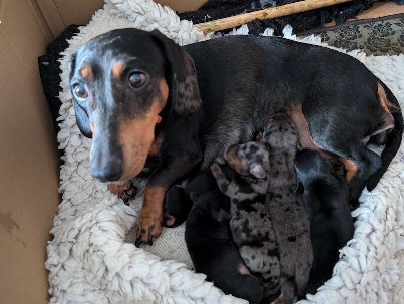 Dachshund black and tan female puppies smooth haired ready now for sale in Ashford, Kent